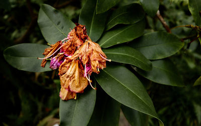 Close-up of wilted flower