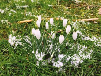 Close-up of white crocus flowers blooming on field