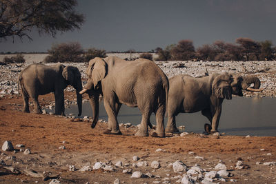 Elephants standing at lakeshore against tree