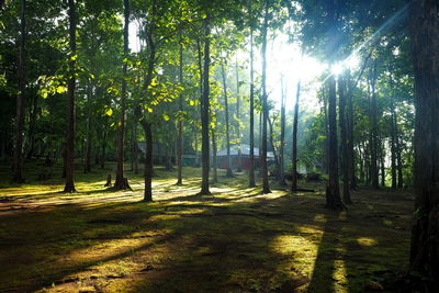 Sunlight streaming through trees in forest