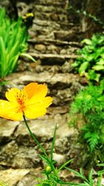Close-up of yellow flower blooming in field