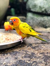 Close-up of parrot eating