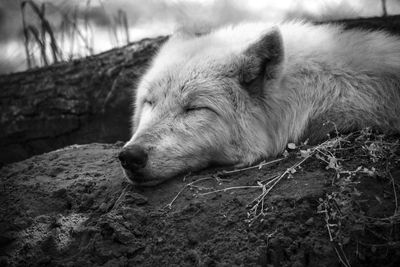 Close-up of a wolf sleeping