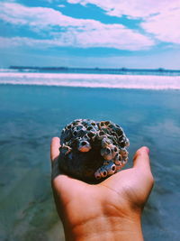 Cropped hand holding barnacles against sea