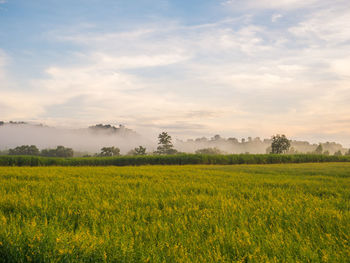 Scenic view of oilseed rape field against sky