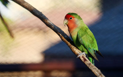 Close-up of parrot perching on branch