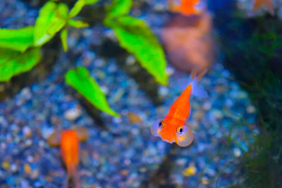 Close-up of orange butterfly on white background