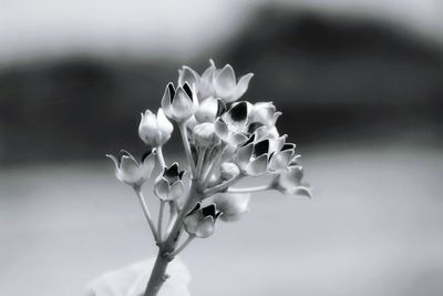 Close-up of white flowering plant