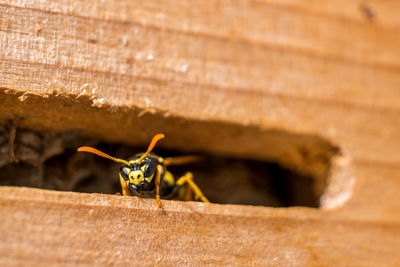 Close-up of insect on wood