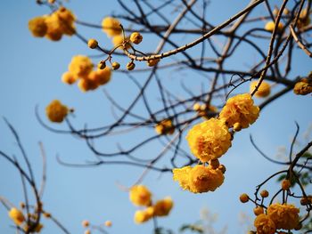 Low angle view of flowering plant against sky