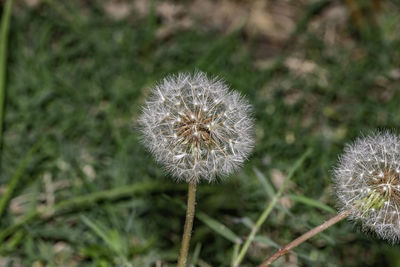 Close-up of dandelion on field