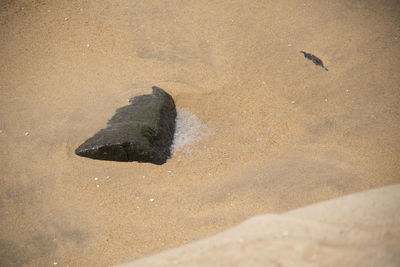 High angle view of bird on sand