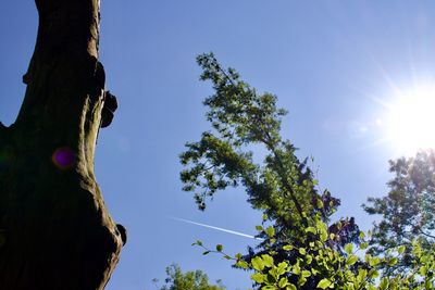 Low angle view of trees against clear blue sky