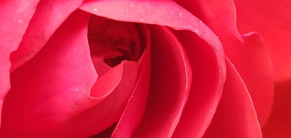 Macro shot of red rose flower