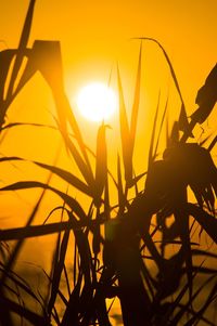 Close-up of plants against sunset