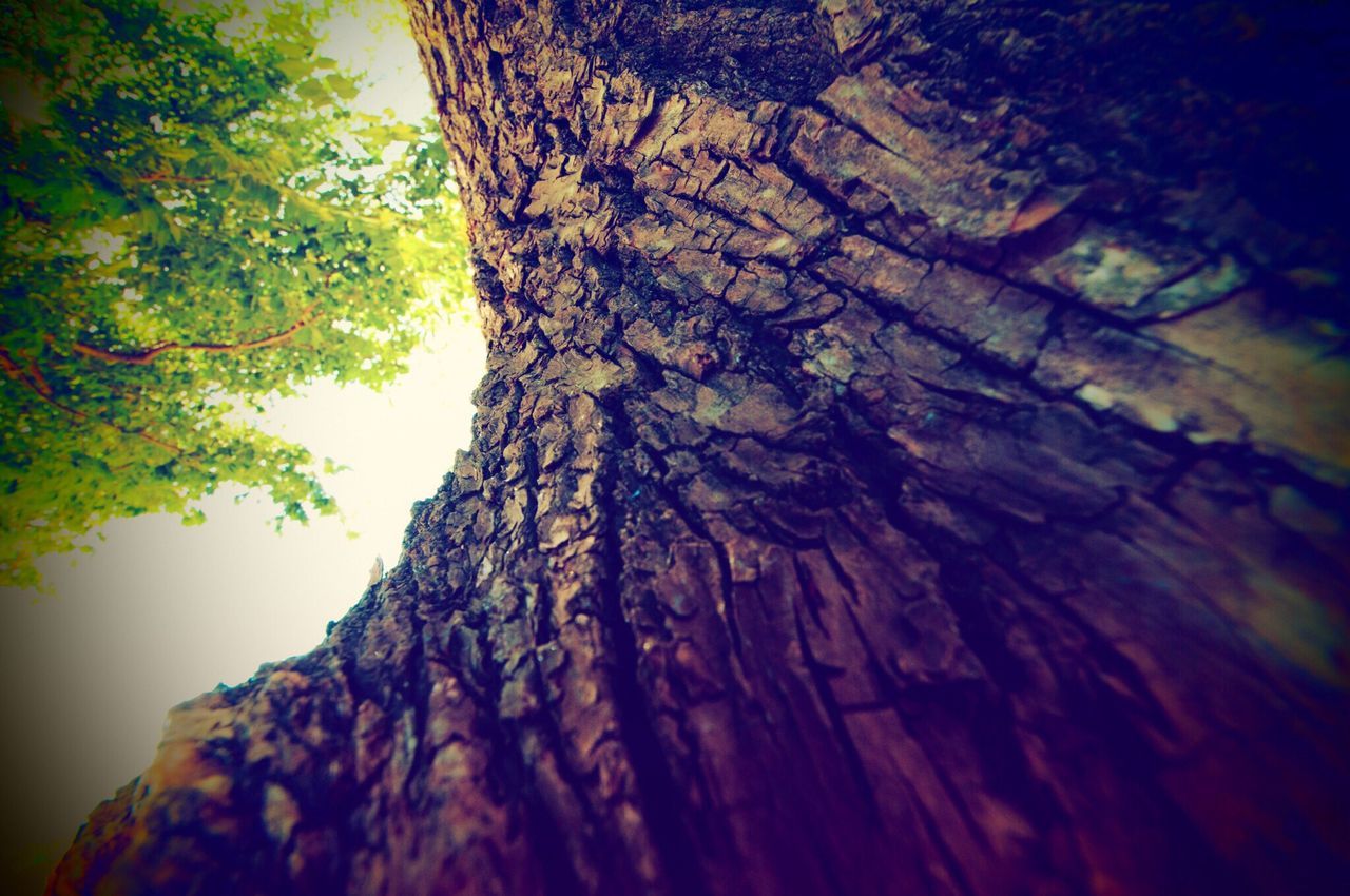 tree trunk, tree, bark, nature, textured, rough, day, no people, growth, forest, close-up, beauty in nature, outdoors