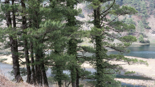 Trees by lake in forest