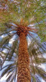 Low angle view of tree against sky