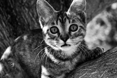 Close-up portrait of kitten on tree