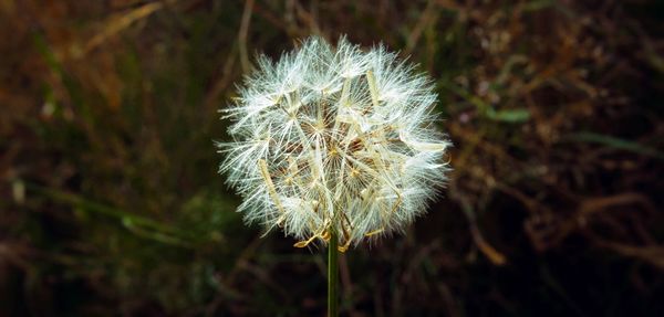 Close-up of dandelion flower on field