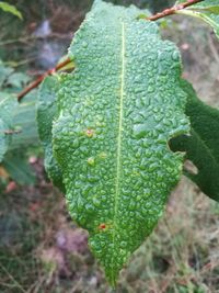 High angle view of fresh green leaf