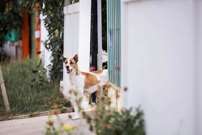 Portrait of horse standing by window