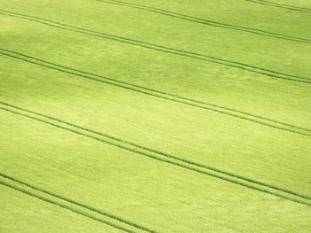 Close-up of green grass