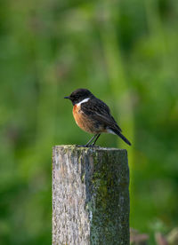 Close-up of bird perching on wood