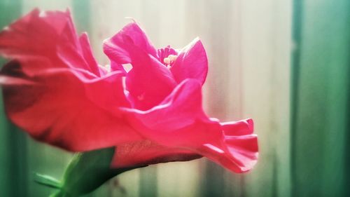 Close-up of pink rose blooming outdoors