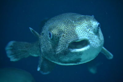 Fish swimming in sea