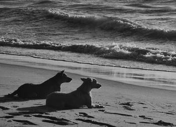 Side view of dog running at beach