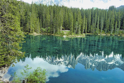 Scenic view of lake in forest