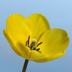 Close-up of yellow flower against clear sky