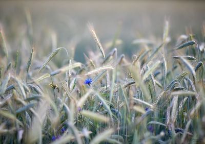 Close-up of plants growing on field