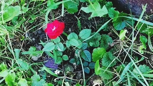 Full frame shot of red flowers blooming in field