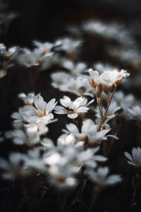 Close-up of white flowering plant on field