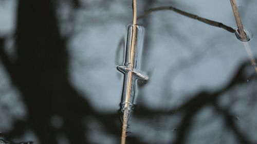 Close-up of straw hanging in water and shadows of trees in water