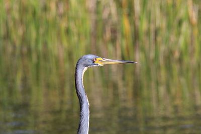 High angle view of gray heron