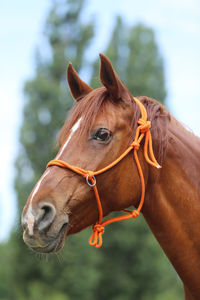 Close-up of a horse in ranch