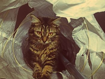 Portrait of cat amidst papers