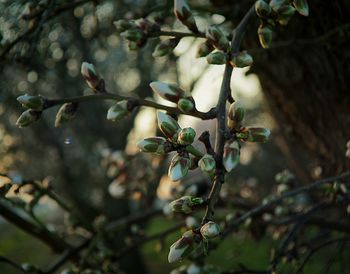 Close-up of leaves on twig