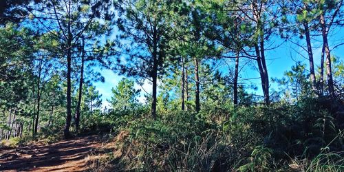 Trees in forest against sky