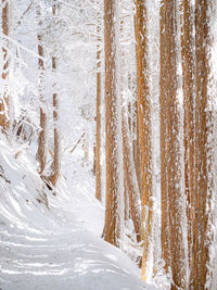 Snow covered land and trees in forest