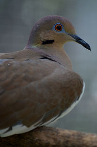 Close-up of bird perching