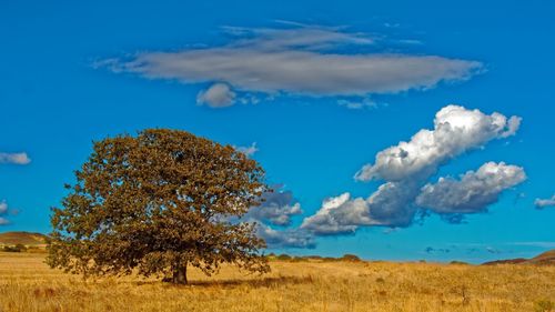 Trees on field against blue sky