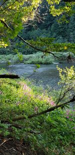 Scenic view of lake amidst trees in forest