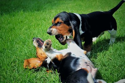 View of dogs on grassy field