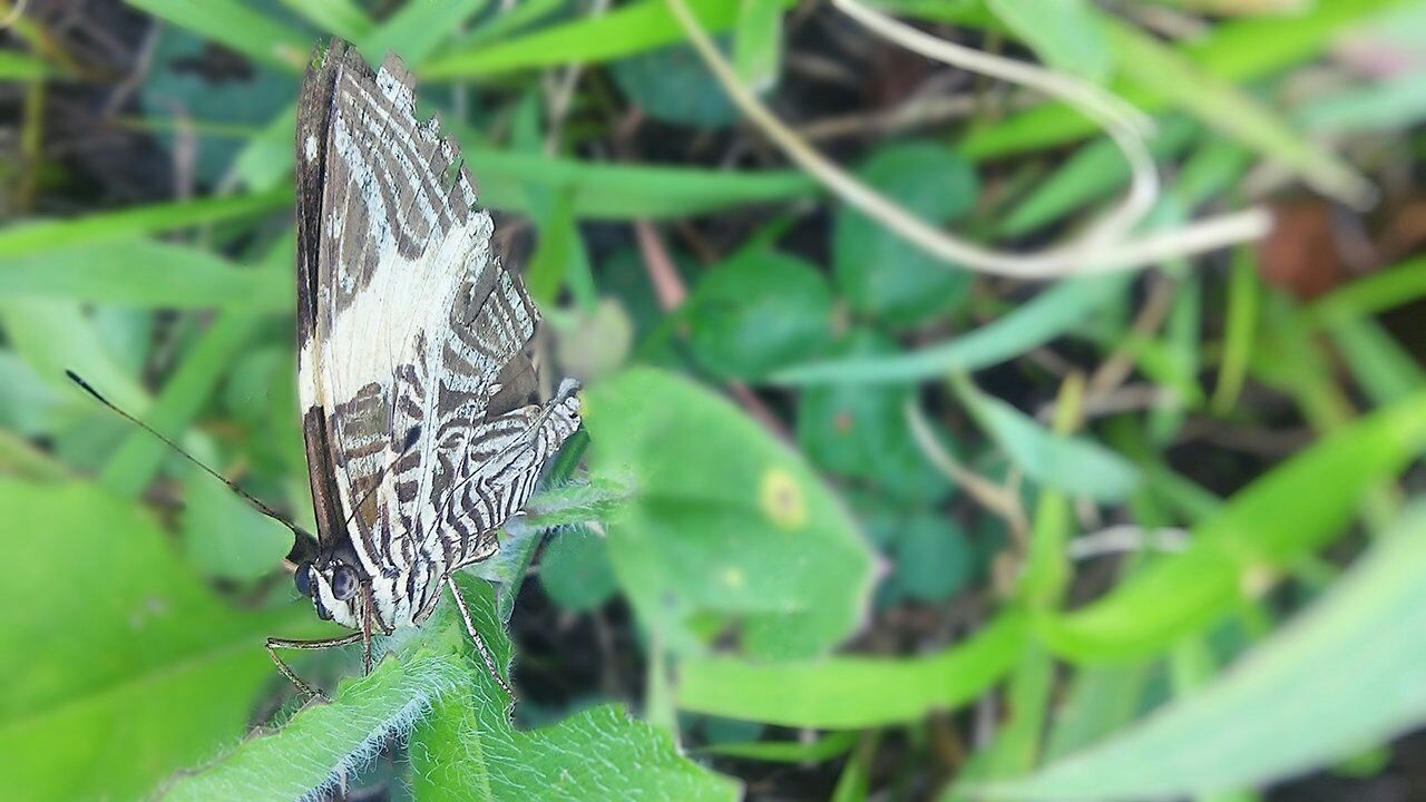 animal themes, one animal, animals in the wild, wildlife, insect, butterfly - insect, animal markings, close-up, leaf, focus on foreground, butterfly, plant, nature, natural pattern, green color, perching, animal wing, beauty in nature, day, outdoors