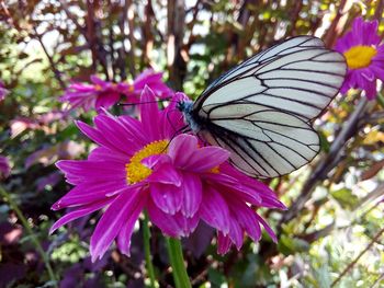 Close-up of butterfly pollinating on pink flower