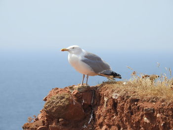 Seagull perching on rock by sea against sky